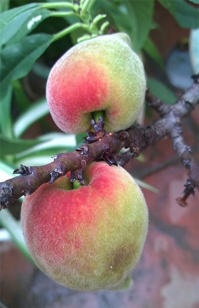 siêu nông dân, đào thất thốn, trồng cây ăn quả trên sân thượng