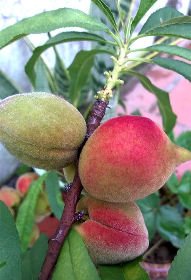 siêu nông dân, đào thất thốn, trồng cây ăn quả trên sân thượng