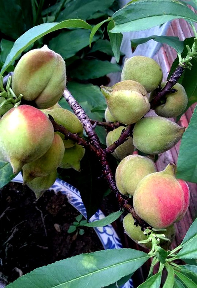 siêu nông dân, đào thất thốn, trồng cây ăn quả trên sân thượng