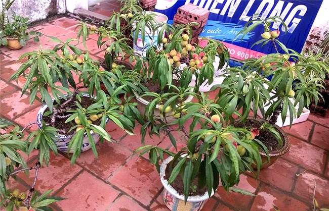 siêu nông dân, đào thất thốn, trồng cây ăn quả trên sân thượng