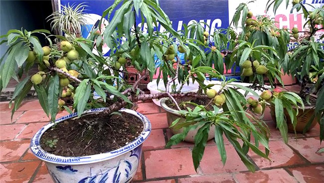 siêu nông dân, đào thất thốn, trồng cây ăn quả trên sân thượng