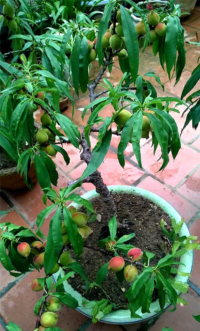 siêu nông dân, đào thất thốn, trồng cây ăn quả trên sân thượng