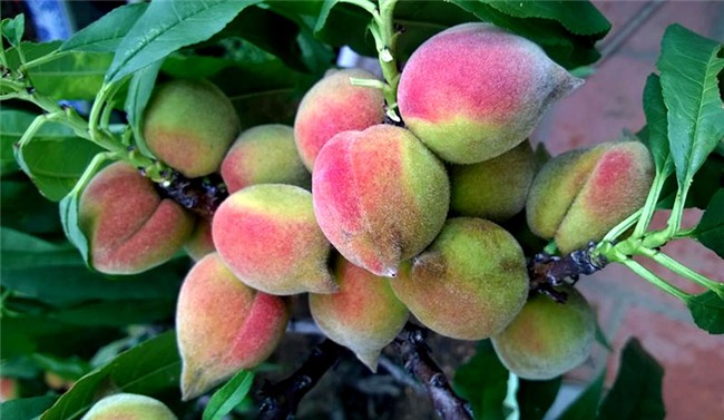 siêu nông dân, đào thất thốn, trồng cây ăn quả trên sân thượng