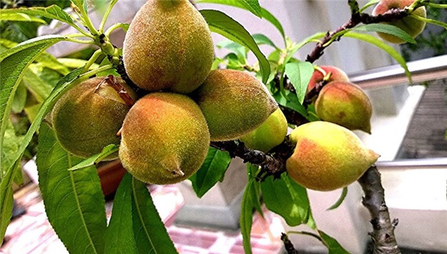 siêu nông dân, đào thất thốn, trồng cây ăn quả trên sân thượng