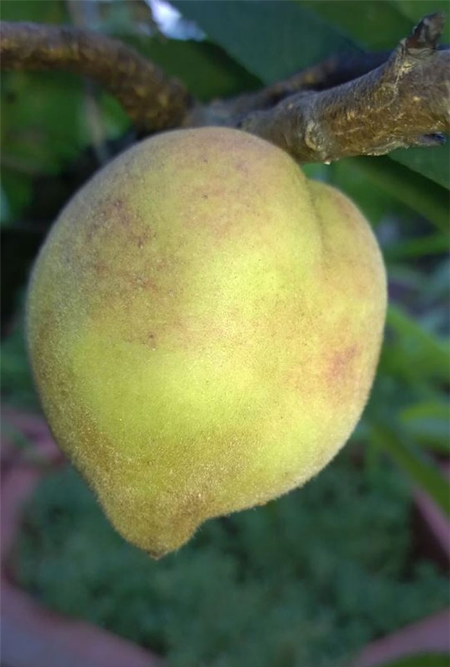 siêu nông dân, đào thất thốn, trồng cây ăn quả trên sân thượng