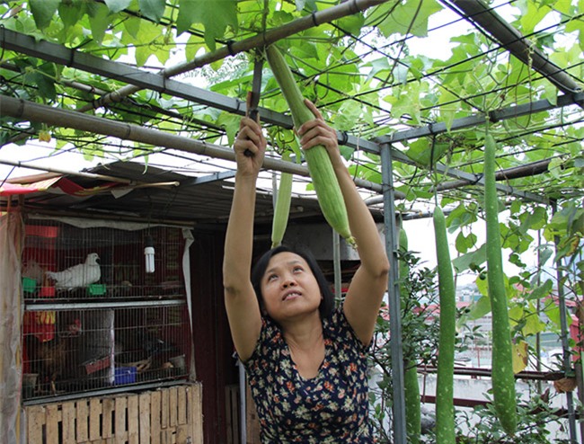 &quot;soai ca&quot; ha thanh chieu vo, pha mai ton de trong rau, nuoi ga hinh anh 10