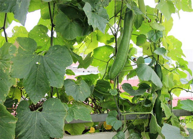 "soai ca" ha thanh chieu vo, pha mai ton de trong rau, nuoi ga hinh anh 6