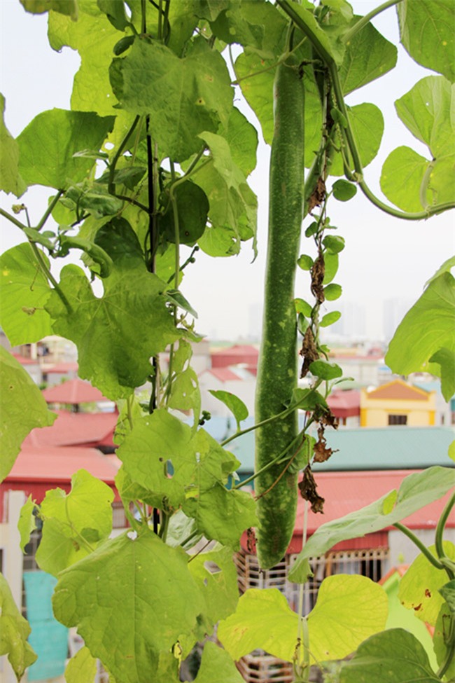 &quot;soai ca&quot; ha thanh chieu vo, pha mai ton de trong rau, nuoi ga hinh anh 8