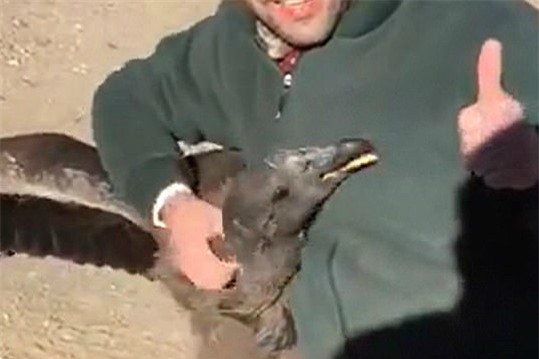 Chim khong lo bay ve tham an nhan cuu mang luc nho hinh anh 2