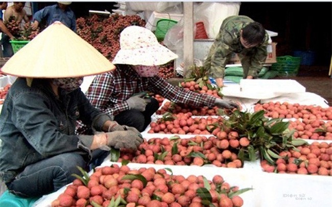 Trung Quốc sẽ mua 40.000 tấn vải Bắc Giang - ảnh 1