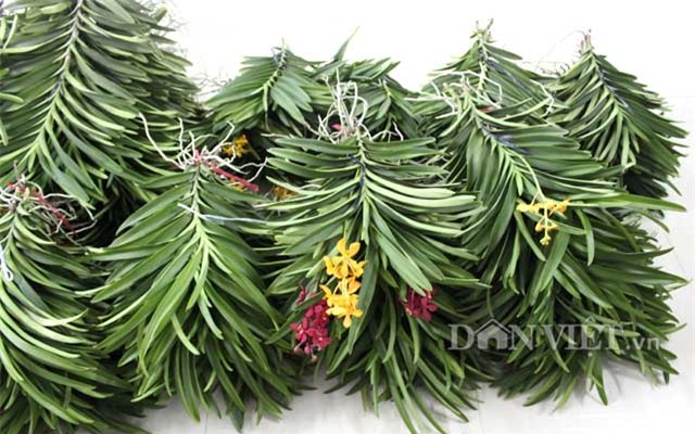 ba be lam vuon lan rat lon, moi nam kiem gan nua ty hinh anh 3