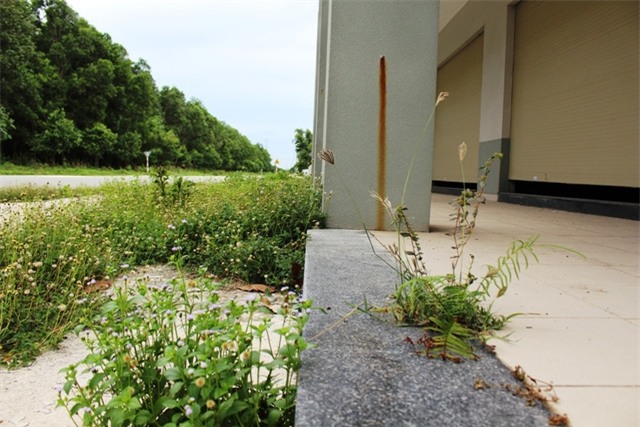 Cỏ dại mọc um tùm che kín mặt đường, tràn vào những căn nhà trong khu đô thị mới tỉnh Bình Dương.