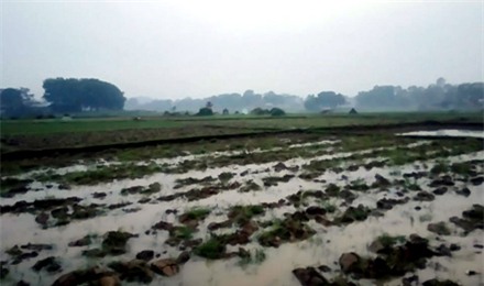 Cánh đồng nơi cháu Tình tử vong, nghi do bị sét đánh.