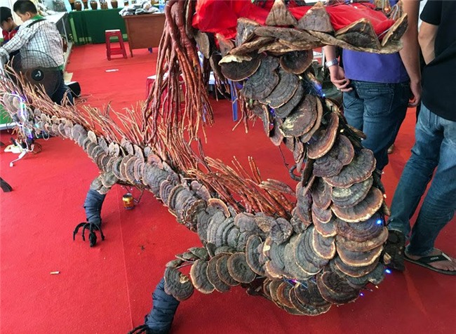 nấm lim xanh, nấm lim, chữa ung thư