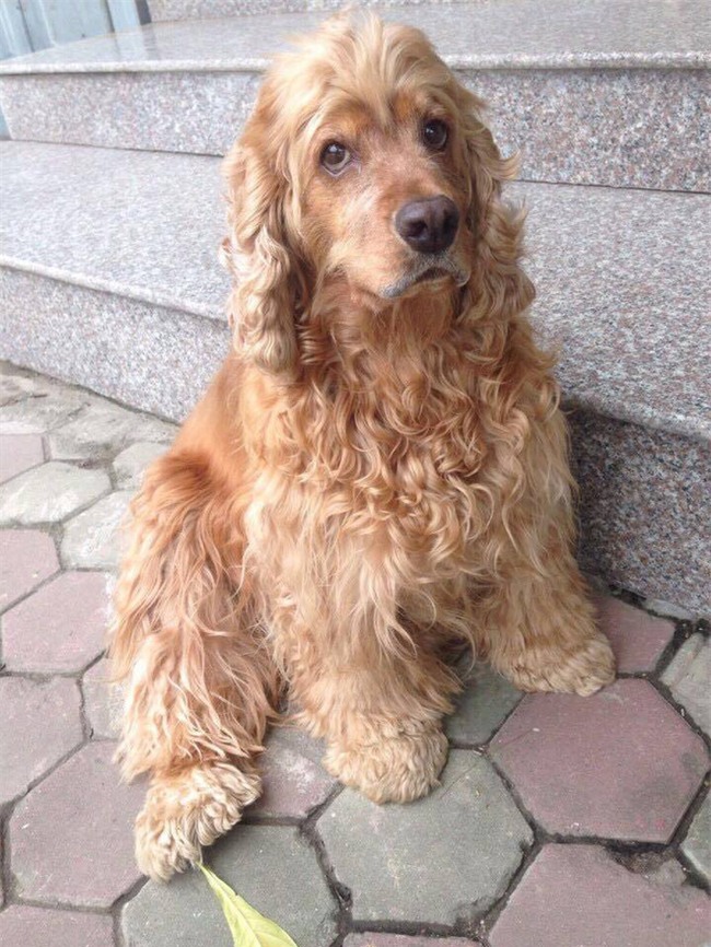 Clip cán bộ phường cầm gậy vây bắt chó nằm trước cửa nhà dân gây xôn xao - Ảnh 2.