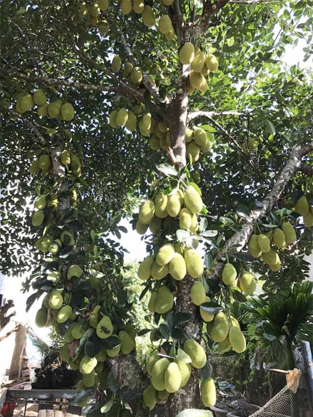 kho tin: cay mit "sieu man", ra 400 trai tu goc len ngon hinh anh 1