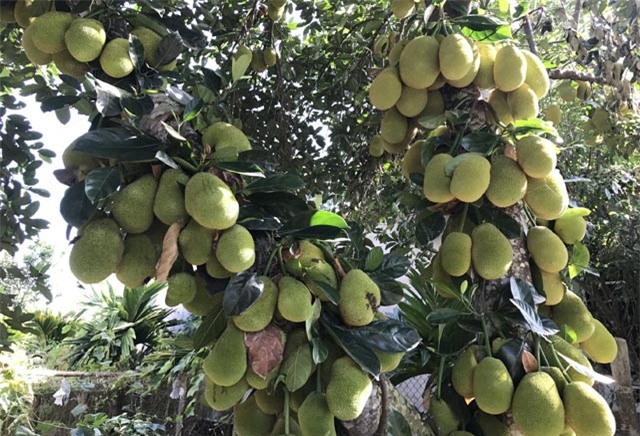 kho tin: cay mit "sieu man", ra 400 trai tu goc len ngon hinh anh 3