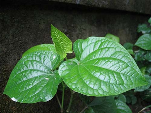 tam biet long nach, long chan tay voi cong thuc chua den 10 ngan dong - 1