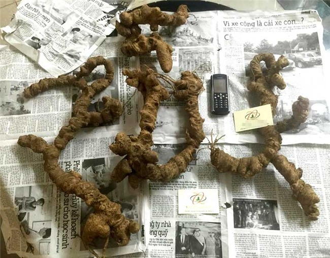 tam thất,, tam thất rừng, tam thất hoang