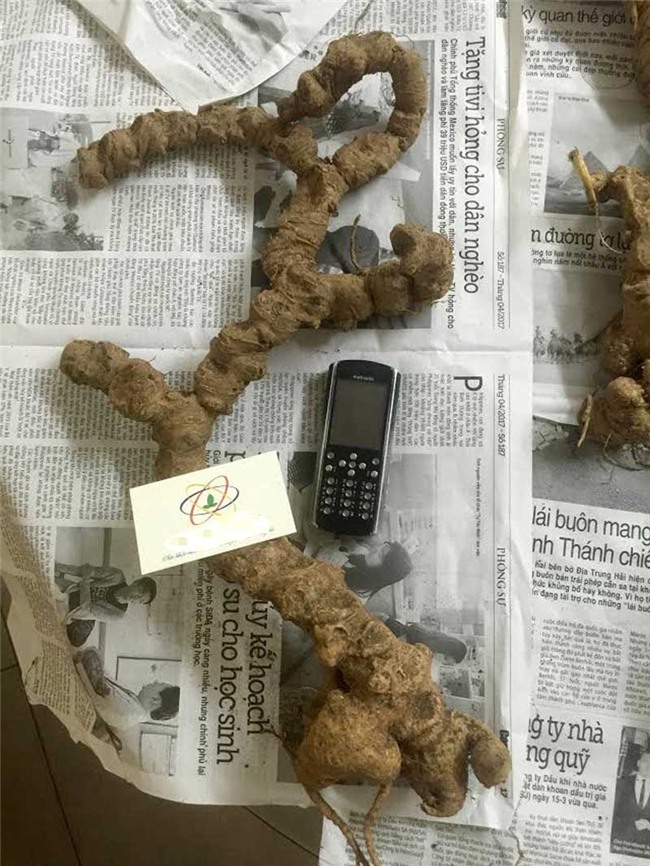 tam thất,, tam thất rừng, tam thất hoang