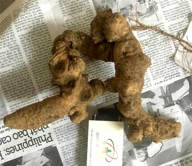 tam thất,, tam thất rừng, tam thất hoang