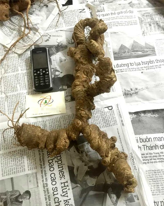 tam thất,, tam thất rừng, tam thất hoang