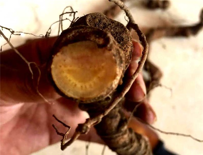 tam thất,, tam thất rừng, tam thất hoang