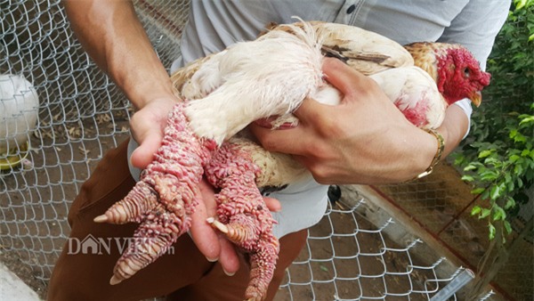 so huu “chi” ga mat su tu nghin do, trai tre chieu ga hon nguoi yeu hinh anh 1