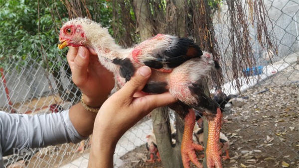 so huu “chi” ga mat su tu nghin do, trai tre chieu ga hon nguoi yeu hinh anh 7