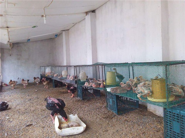 so huu “chi” ga mat su tu nghin do, trai tre chieu ga hon nguoi yeu hinh anh 9