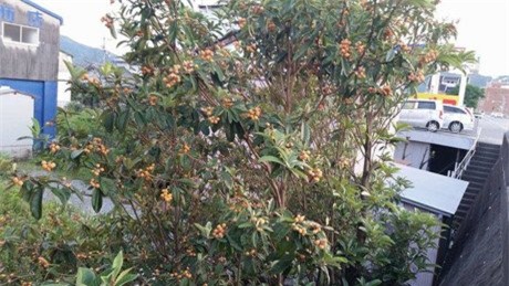 biwa Nhật, nho chuỗi ngọc, cherry, quả thanh mai, trái cây nhập khẩu,