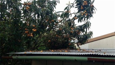 biwa Nhật, nho chuỗi ngọc, cherry, quả thanh mai, trái cây nhập khẩu,