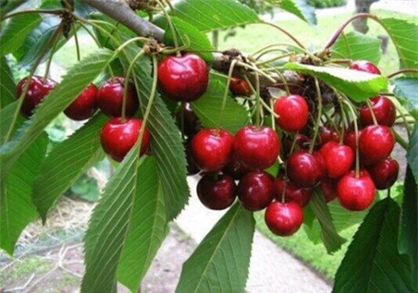 biwa Nhật, nho chuỗi ngọc, cherry, quả thanh mai, trái cây nhập khẩu,