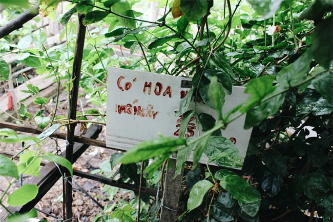 Chuyện tình yêu của cụ ông tự tay trồng và chăm sóc cả một vườn hoa ngát hương bên mộ phần người vợ đã khuất - Ảnh 5.