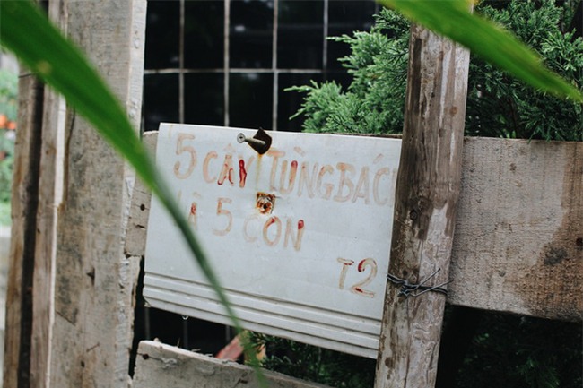 Chuyện tình yêu của cụ ông tự tay trồng và chăm sóc cả một vườn hoa ngát hương bên mộ phần người vợ đã khuất - Ảnh 5.