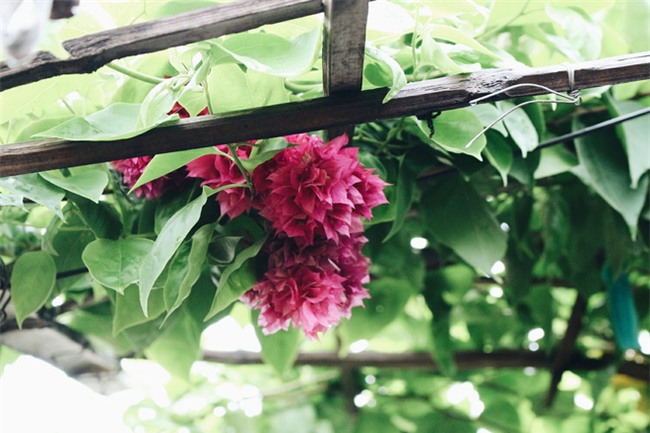 Chuyện tình yêu của cụ ông tự tay trồng và chăm sóc cả một vườn hoa ngát hương bên mộ phần người vợ đã khuất - Ảnh 7.