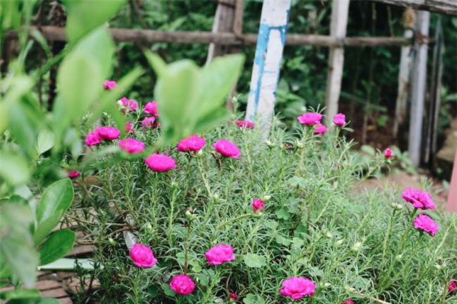 Chuyện tình yêu của cụ ông tự tay trồng và chăm sóc cả một vườn hoa ngát hương bên mộ phần người vợ đã khuất - Ảnh 7.