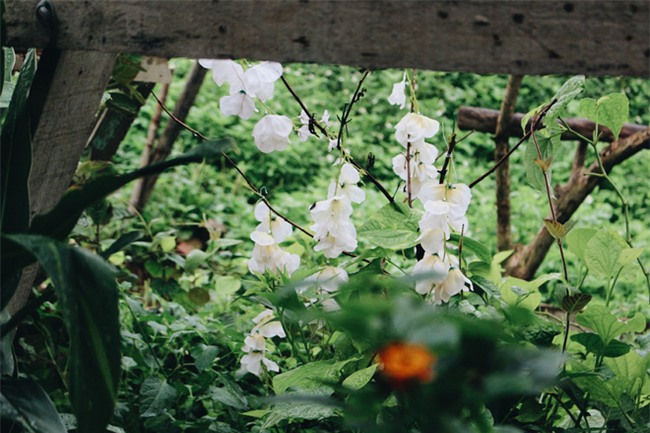 Chuyện tình yêu của cụ ông tự tay trồng và chăm sóc cả một vườn hoa ngát hương bên mộ phần người vợ đã khuất - Ảnh 4.
