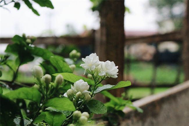 Chuyện tình yêu của cụ ông tự tay trồng và chăm sóc cả một vườn hoa ngát hương bên mộ phần người vợ đã khuất - Ảnh 4.