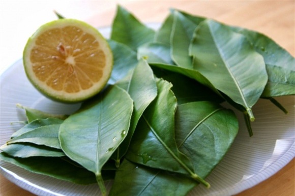 vùng kín, chăm sóc vùng kín, lá chanh, lá chanh trị dứt điểm mùi hôi, mùi hôi vùng kín, lá chanh trị ngứa vùng kín, ngứa vùng kín