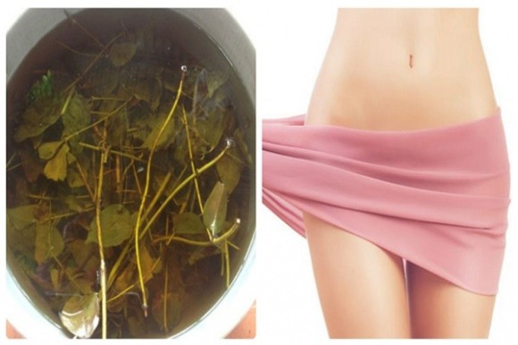 vùng kín, chăm sóc vùng kín, lá chanh, lá chanh trị dứt điểm mùi hôi, mùi hôi vùng kín, lá chanh trị ngứa vùng kín, ngứa vùng kín