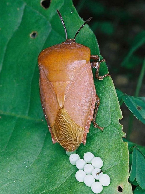 Rút quần áo phơi ngoài trời thấy hiện tượng này phải cẩn thận, có thể sẽ nguy hiểm đấy! - Ảnh 4.
