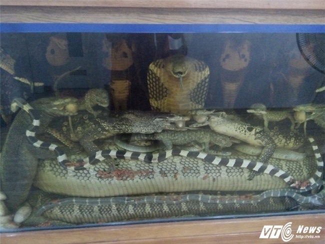 thần dược, cá khủng