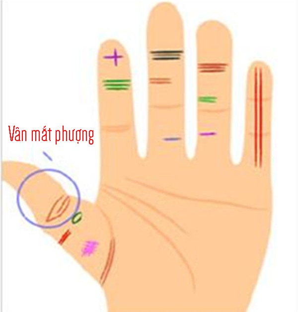 Nhìn xuống bàn tay xem có 3 vân này không? Tay trái thì quyền lực, tay phải phát tài, tiền đếm không hết - Ảnh 1.