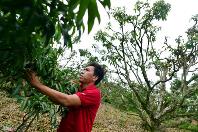 Chuyen la o vua vai thieu lon nhat mien Bac hinh anh 2