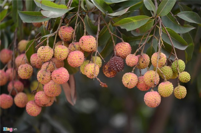 Chuyen la o vua vai thieu lon nhat mien Bac hinh anh 3