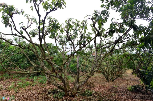 Chuyen la o vua vai thieu lon nhat mien Bac hinh anh 5