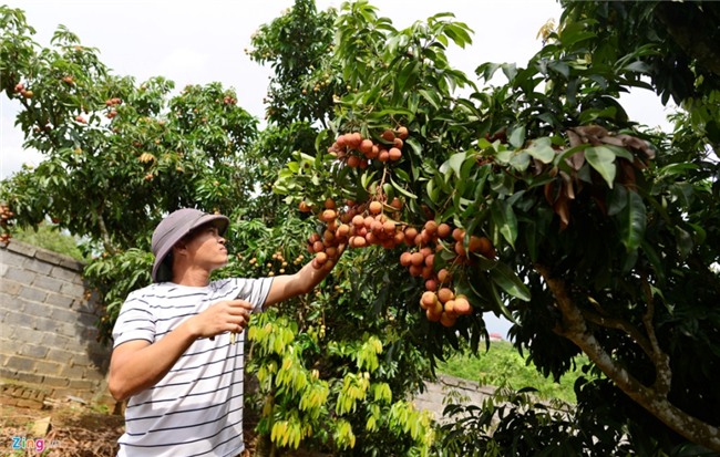 Chuyen la o vua vai thieu lon nhat mien Bac hinh anh 6
