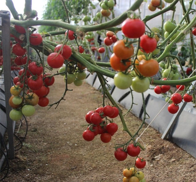 Cà chua Đà Lạt tăng giá mạnh sau khi dịch bệnh hoành hành