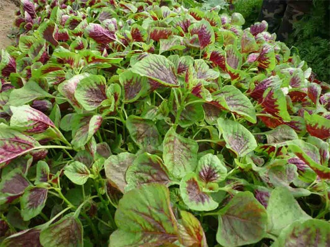 Thời tiết oi bức thế này, hãy làm ngay những món ăn, bài thuốc từ những loại rau củ quả này để giải nhiệt - Ảnh 5.